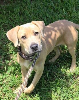 Maple -  Labrador Retriever Dog for Adoption in Forsyth, Georgia - Maple | PetCurious