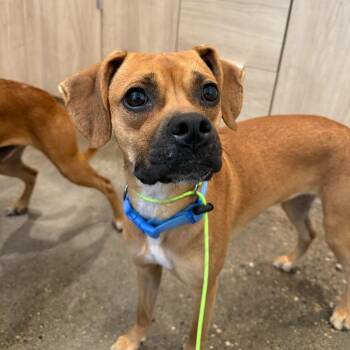 Boxer and Beagle Dogs Available for Adoption in Louisville, Kentucky - Olive Oyl | PetCurious