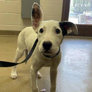 Perdita -  Terrier and Mixed Breed Dog for Adoption in San Antonio, Texas - Perdita | PetCurious