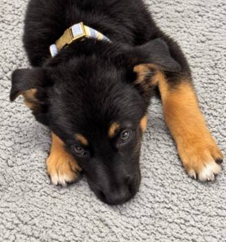 Lilac -  German Shepherd Dog Dog for Adoption in Seattle, Washington - Lilac | PetCurious