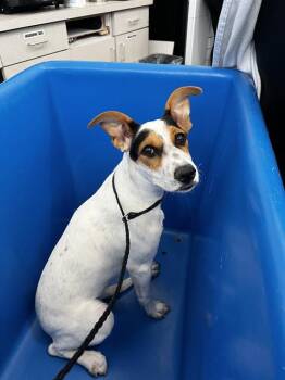 MICHELLE -  Mixed Breed Dog for Adoption in Dallas, Texas - MICHELLE | PetCurious
