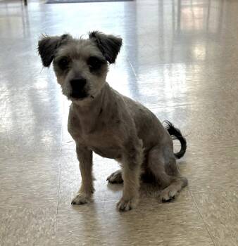 Duffy -  Schnauzer and Shih Tzu Dog for Adoption in Marshall, Texas - Duffy | PetCurious