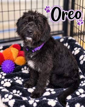 Oreo -  Goldendoodle and Cane Corso Dog for Adoption in Momence, Illinois - Oreo | PetCurious
