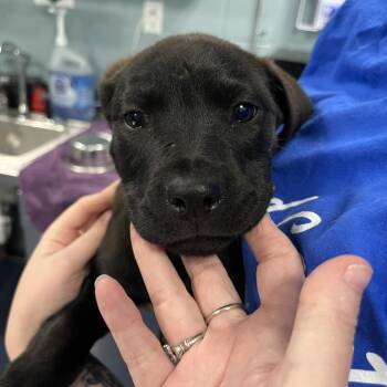 Pit Bull Terrier Dogs Available for Adoption in Greensboro, North Carolina - Blue Moon | PetCurious
