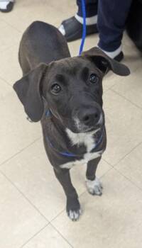 Labrador Retriever and Mixed Breed Dogs Available for Adoption in Killeen, Texas - BOOTS | PetCurious