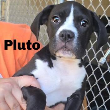 Pluto 260754 -  Mixed Breed Dog for Adoption in Gladstone, Michigan - Pluto 260754 | PetCurious