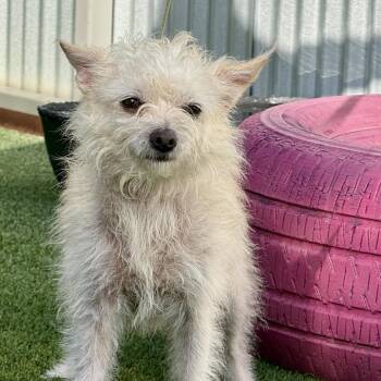 Crumpet - tiny terrier gal -  Terrier Dog for Adoption in Hondo, Texas - Crumpet - Tiny Terrier Gal | PetCurious