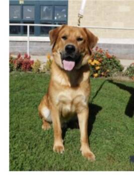 Thor -  Labrador Retriever Dog for Adoption in Pottsville, Pennsylvania - Thor | PetCurious