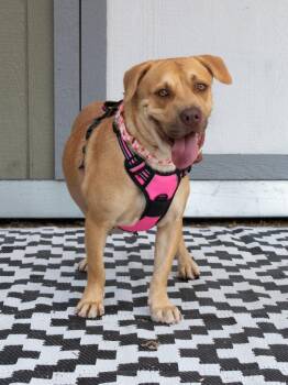 Lainey -  Mixed Breed Dog for Adoption in Savage, Minnesota - Lainey | PetCurious