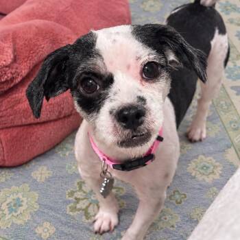 Clara Belle -  Shih Tzu Dog for Adoption in New Orleans, Louisiana - Clara Belle | PetCurious