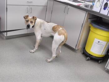 HOLDEN -  Australian Cattle Dog Blue Heeler and Mixed Breed Dog for Adoption in Omaha, Nebraska - HOLDEN | PetCurious