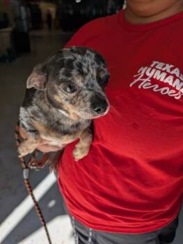 Rescue Mixed Breed Dogs for Adoption in Leander, Texas - Togo | PetCurious