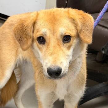 Tattoo -  Yellow Labrador Retriever and Mixed Breed Dog for Adoption in Yuma, Arizona - Tattoo | PetCurious