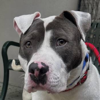Bubba -  Pit Bull Terrier Dog for Adoption in Chicago, Illinois - Bubba | PetCurious