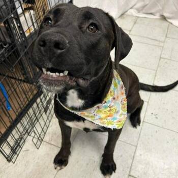 Rose -  Mastiff and Mixed Breed Dog for Adoption in Turlock, California - Rose | PetCurious