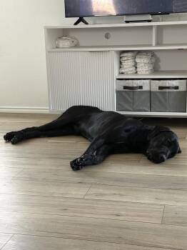 Sirius -  Cane Corso and Labrador Retriever Dog for Adoption in Mckinney, Texas - Sirius | PetCurious
