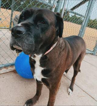 Karma -  Cane Corso Dog for Adoption in Hays, Kansas - Karma | PetCurious