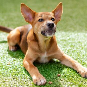MARIGOLD -  Mixed Breed Dog for Adoption in Cranston, Rhode Island - MARIGOLD | PetCurious