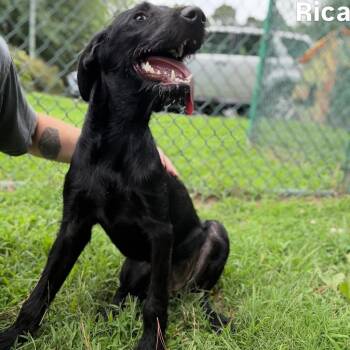 Rica -  Terrier Dog for Adoption in Little Rock, Arkansas - Rica | PetCurious