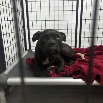 Cattiva -  Boxer and Mixed Breed Dog for Adoption in St. Louis, Missouri - Cattiva | PetCurious