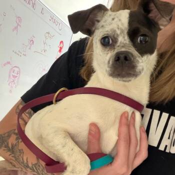 Emeril -  Mixed Breed Dog for Adoption in Winston-salem, North Carolina - Emeril | PetCurious