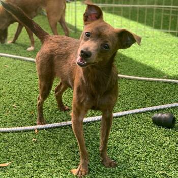 Chihuahua Dogs Available for Adoption - ONYX Aka Cookie 7060 | PetCurious