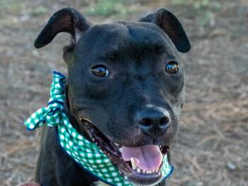 Cabbage -  Mixed Breed Dog for Adoption in Myrtle Beach, South Carolina - Cabbage | PetCurious