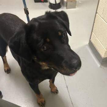 Little -  Mixed Breed Dog for Adoption in Asheville, North Carolina - Little | PetCurious