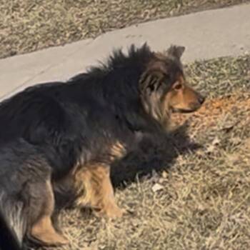 Teddy -  Mixed Breed Dog for Adoption in Bismarck, North Dakota - Teddy | PetCurious