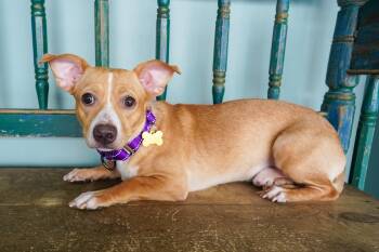 Wybie -  Chihuahua Dog for Adoption in San Antonio, Texas - Wybie | PetCurious