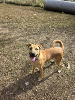 Boxer Dogs Available for Adoption - Diesel | PetCurious