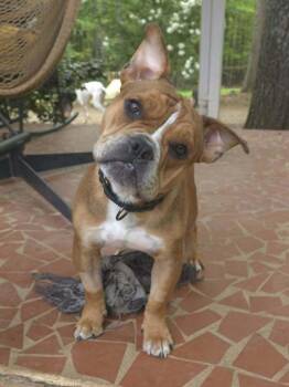 American Bully and American Bulldog Dogs Available for Adoption in Wake Forest, North Carolina - Louie Meatball McSnort | PetCurious
