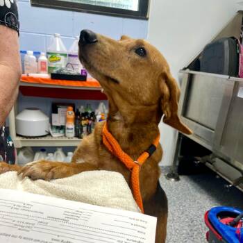 Jake 26-0592 -  Hound Dog for Adoption in Yanceyville, North Carolina - Jake 26-0592 | PetCurious