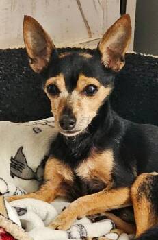 Chihuahua Dogs Available for Adoption in Blaine, Minnesota - Chico | PetCurious