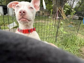 Oakley Ann -  Pit Bull Terrier and Mixed Breed Dog for Adoption in Indianapolis, Indiana - Oakley Ann | PetCurious