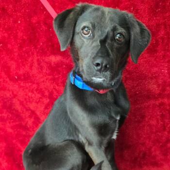 Labrador Retriever and Mixed Breed Dogs Available for Adoption - FOSTER OR FOSTER-TO-ADOPT NEEDED Pidgey | PetCurious