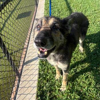 Pandora -  German Shepherd Dog Dog for Adoption in Greensboro, North Carolina - Pandora | PetCurious