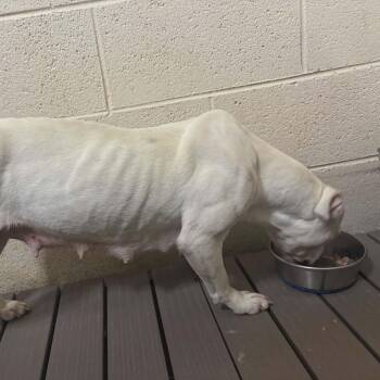 American Staffordshire Terrier Dogs Available for Adoption in Fairfax Station, Virginia - Chester | PetCurious