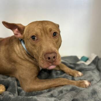 Roan -  Pit Bull Terrier Dog for Adoption in Columbia, South Carolina - Roan | PetCurious