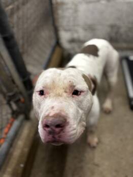 Rescue Mixed Breed Dogs for Adoption in West Chester, Pennsylvania - Ultron | PetCurious