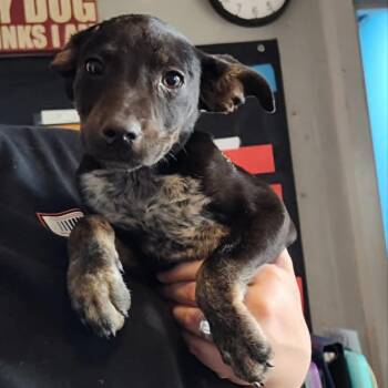 Mixed Breed Dogs Available for Adoption in Pulaski, Tennessee - Taco Belle | PetCurious