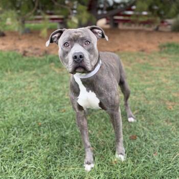 Nyx -  Pit Bull Terrier and Mixed Breed Dog for Adoption in Fargo, North Dakota - Nyx | PetCurious