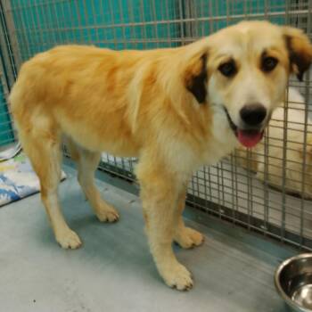 Bear -  Mixed Breed Dog for Adoption in Park City, Utah - Bear | PetCurious