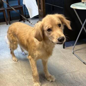Muna -  Golden Retriever Dog for Adoption in Carencro, Louisiana - Muna | PetCurious