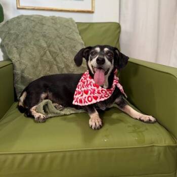 Misses Buttersworth Sweet Little Granny Girl -  Dachshund Dog for Adoption in Friendswood, Texas - Misses Buttersworth Sweet Little Granny Girl | PetCurious