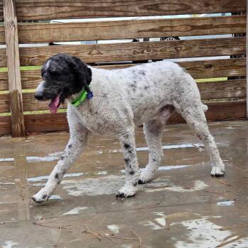Skippy -  Standard Poodle Dog for Adoption in Freeport, Florida - Skippy | PetCurious