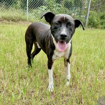 Rescue Collie Dogs for Adoption in Longview, Texas - Lonesome | PetCurious