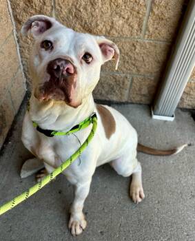 Rescue Pit Bull Terrier Dogs for Adoption in Lima, Ohio - Peter | PetCurious