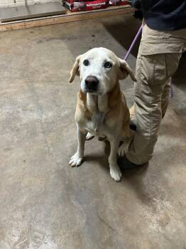 Rescue Labrador Retriever and Husky Dogs for Adoption in Hot Springs, Arkansas - Thomas | PetCurious