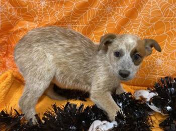 Rescue Australian Cattle Dog Blue Heeler Dogs for Adoption in Modesto, California - A604220 | PetCurious